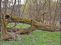 4 Auenwald Ederknie